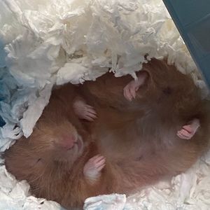 Meet your Posher, Rachel